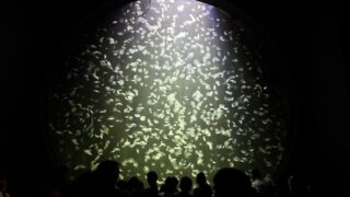 シンガポール・オーシャナリウムのクラゲ水槽